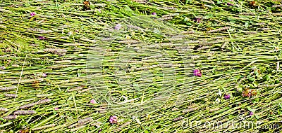 Background freshly cut grass. Stock Photo