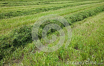 Background freshly cut grass Stock Photo