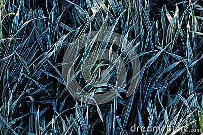 Background of frosty grass Stock Photo