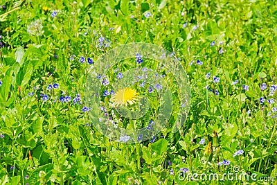 Solitary dandelion flower among grass and Veronica Chamaedrys on Stock Photo
