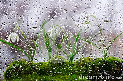 Background of glass and dripping of rain, followed by snowdrops bloom. Selective focus. Stock Photo