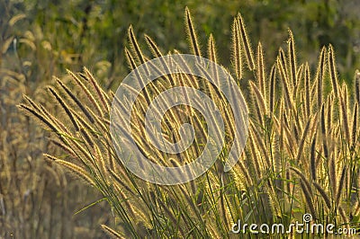 Background of glowing grass flowers in sunset Stock Photo