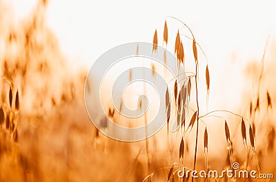 Yellow wheat meadow Stock Photo