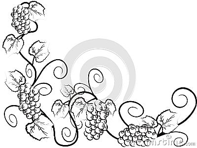 The background of Grape vine Vector Illustration