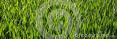 Background of grass field Stock Photo