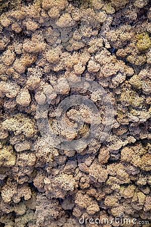 A background of gray blue moss on a clear sunny day. Stock Photo