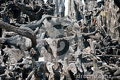 Background of gray dried plant roots. Stock Photo