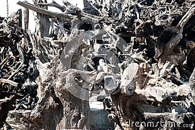 Background of gray dried plant roots. Stock Photo