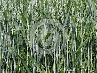 Background of green ears of wheat Stock Photo