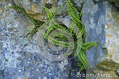 Background with fern, Asplenium trichomanes Stock Photo