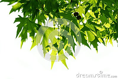 Background of green fresh leaves of Platanus orientalis. Beauty foliage. Natural background for design or texture Stock Photo