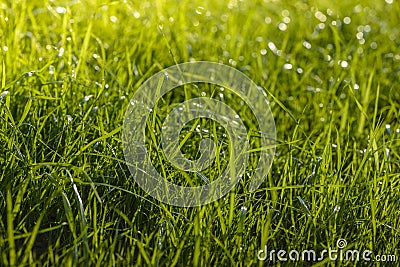 Background with green grass with drops after rain Stock Photo