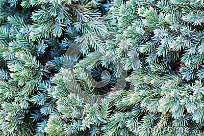 Background of green juniper branches Stock Photo