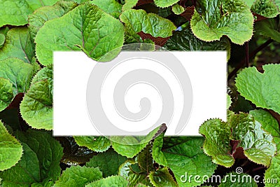 Background of the green leaves of Ligularia Dentata with copy space Stock Photo