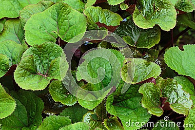 Background of the green leaves of Ligularia Dentata Stock Photo