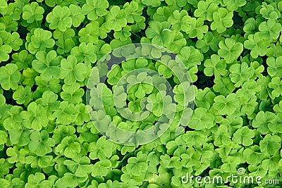 Shamrock Stock Photo