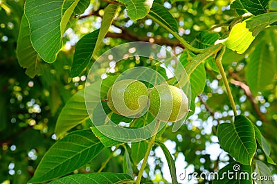 Background of green leaves and walnuts Stock Photo