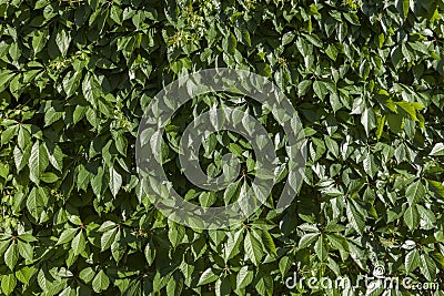 Background of green plants Stock Photo