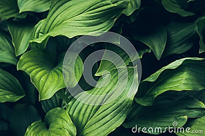 Background from green textured plantsBeautiful vivid shiny green grass. Pure, pleasant, nice greenery Stock Photo