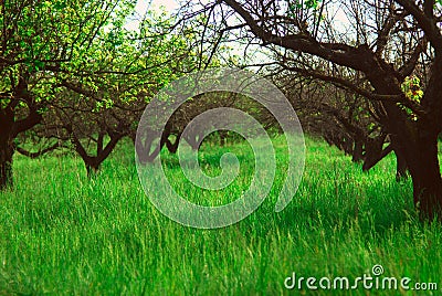 Background green wallpaper grass garden Stock Photo