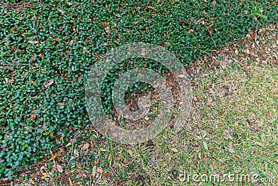 Background ground cover Stock Photo