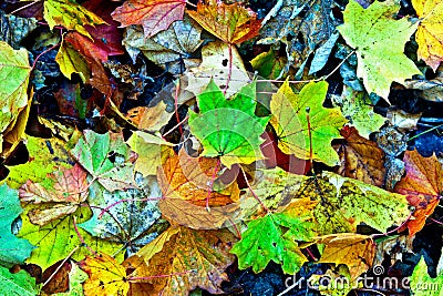 Background group autumn orange leaves. Outdoor Stock Photo