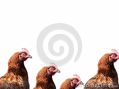 Background of a group of brown chicken heads Stock Photo