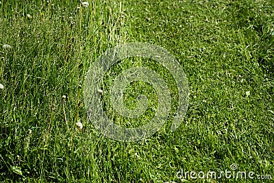 Background of growing and cut green grass Stock Photo