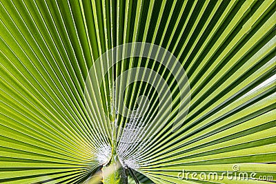 Background of harmonic structure of a palm leaf Stock Photo