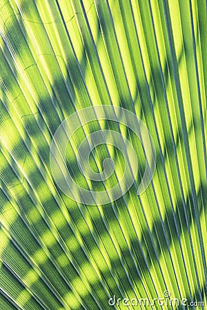 Background of harmonic structure of a palm leaf Stock Photo