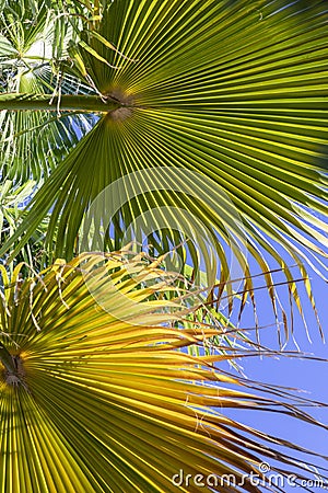 Background of harmonic structure of a palm leaf Stock Photo