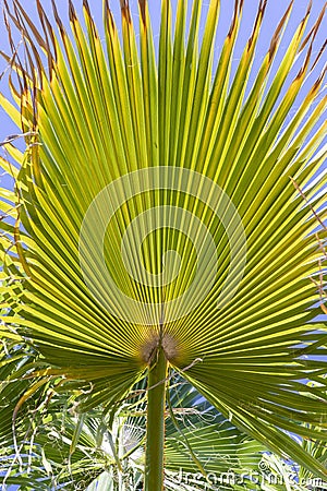 Background of harmonic structure of a palm leaf Stock Photo