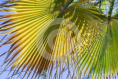 Background of harmonic structure of a palm leaf Stock Photo