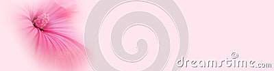 Pale pink mallow flower macro background, horizontal banner, web header Stock Photo