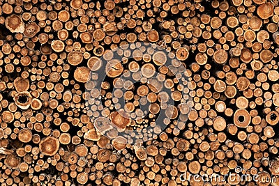 Background Image of Cut Ends of Logged Wood Stock Photo