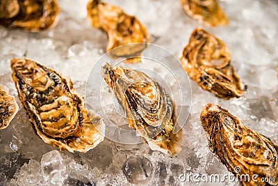 Fresh ocean oysters with slices of lemon on ice Stock Photo