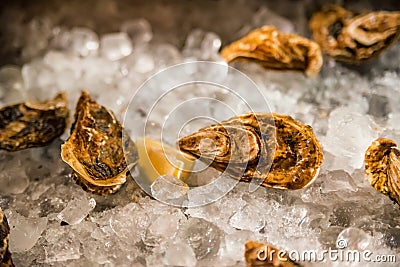 Fresh ocean oysters with slices of lemon on ice Stock Photo