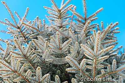 Background image of green spruce Stock Photo