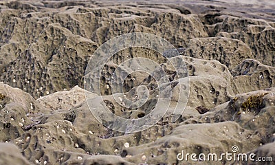 Background image of rocky tidepools dotted with small stones and shells Stock Photo