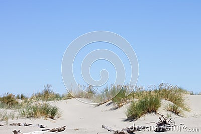 Background image of toi toi grass growing on top of a sand dune against a blue summer sky Stock Photo