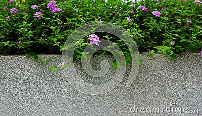 Wall and plant background illustration Stock Photo