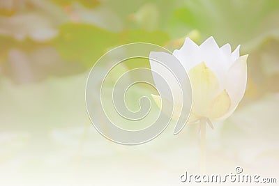 White lotus Stock Photo