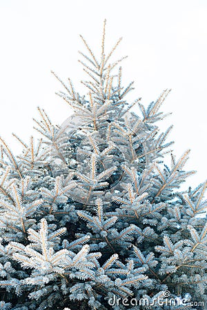 Background image of white spruce Stock Photo