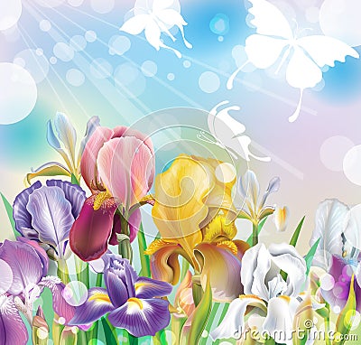 Background with Iris flowers Vector Illustration