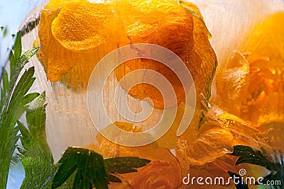 Background of kaluzhnitsa, CÃ¡ltha flower in ice cube with air bubbles Stock Photo