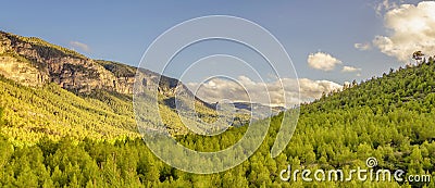 Background of a landscape mountains of vital green pines Stock Photo