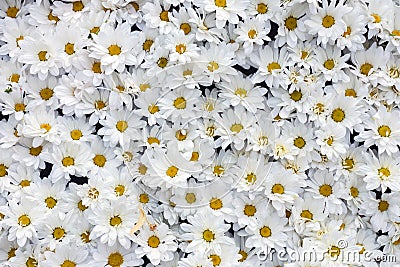 Background of large number white chrysanthemums Stock Photo