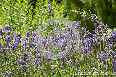 Background of lavender inflorescences on a sunny day Stock Photo
