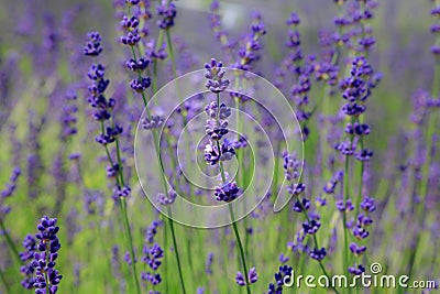 Background of Lavender Stock Photo