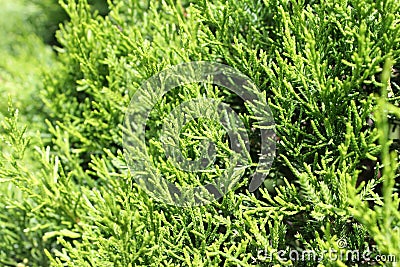 Green leaves wall texture, background green teture Stock Photo